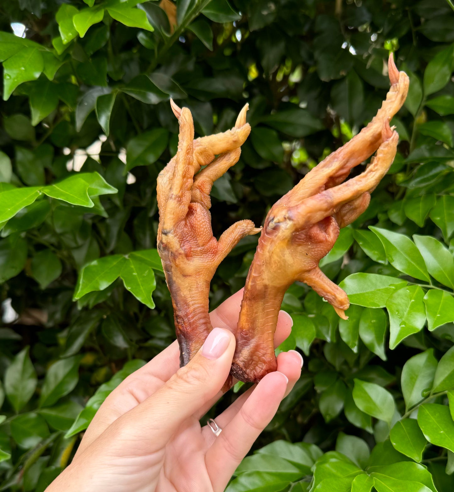 Dehydrated Chicken Feet image 2