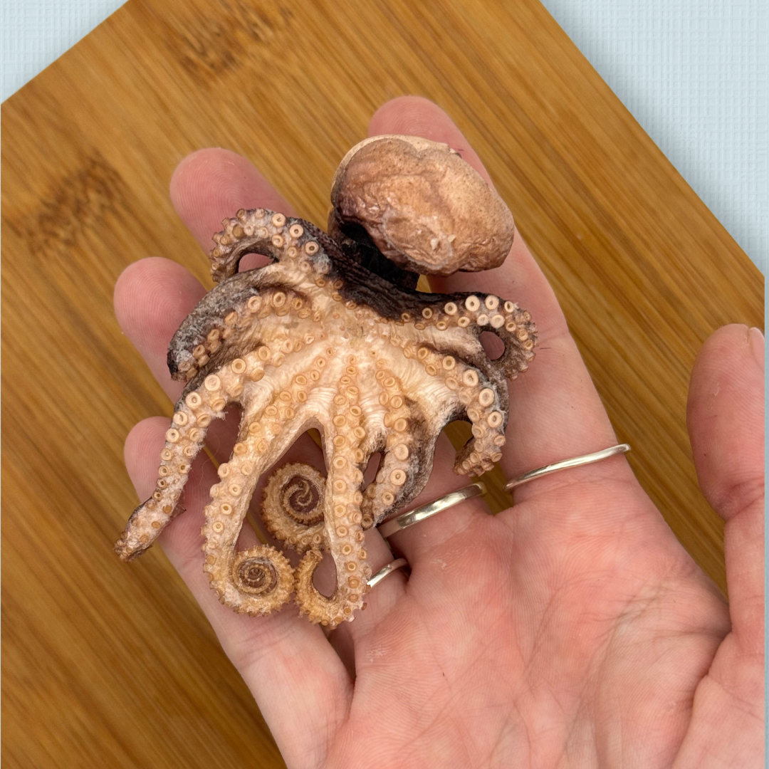 Freeze Dried Baby Octopus 2.0
