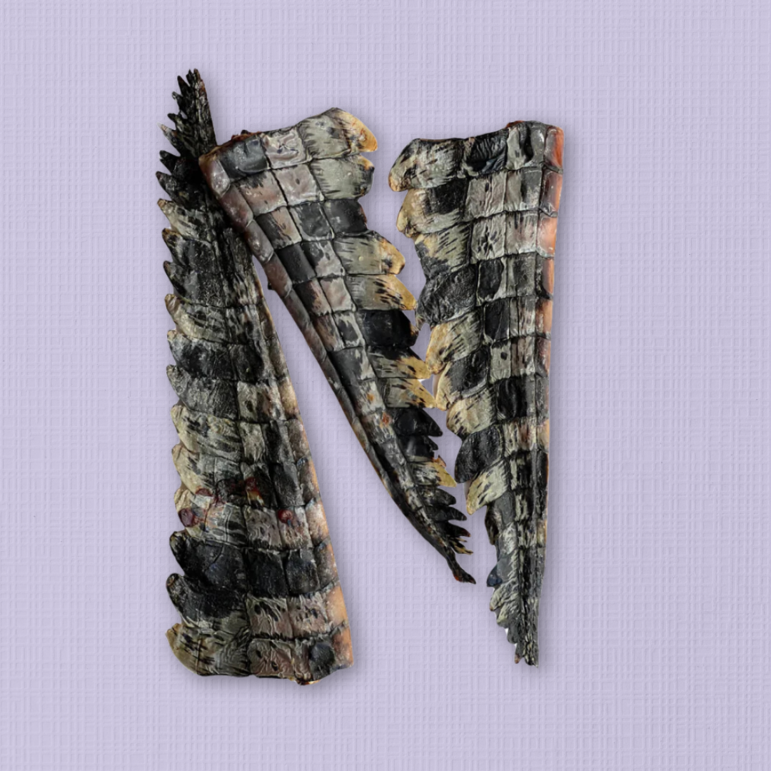Dehydrated Crocodile Tail