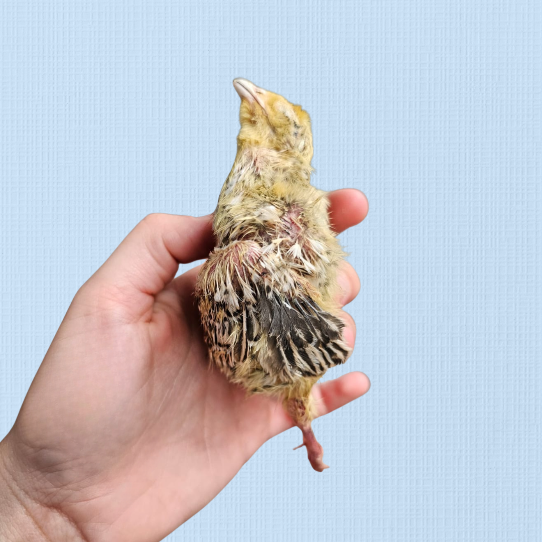 Freeze Dried Whole Quail