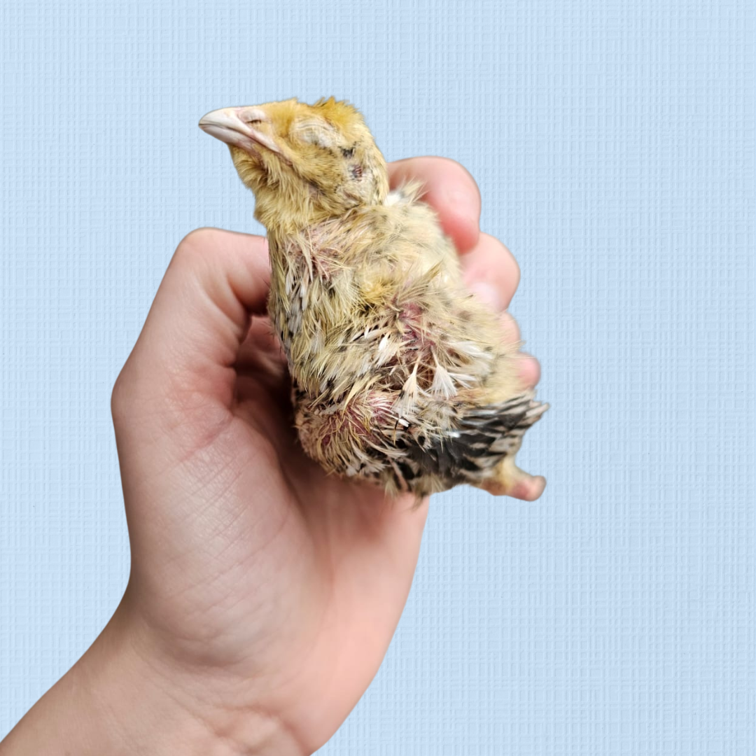 Freeze Dried Whole Quail