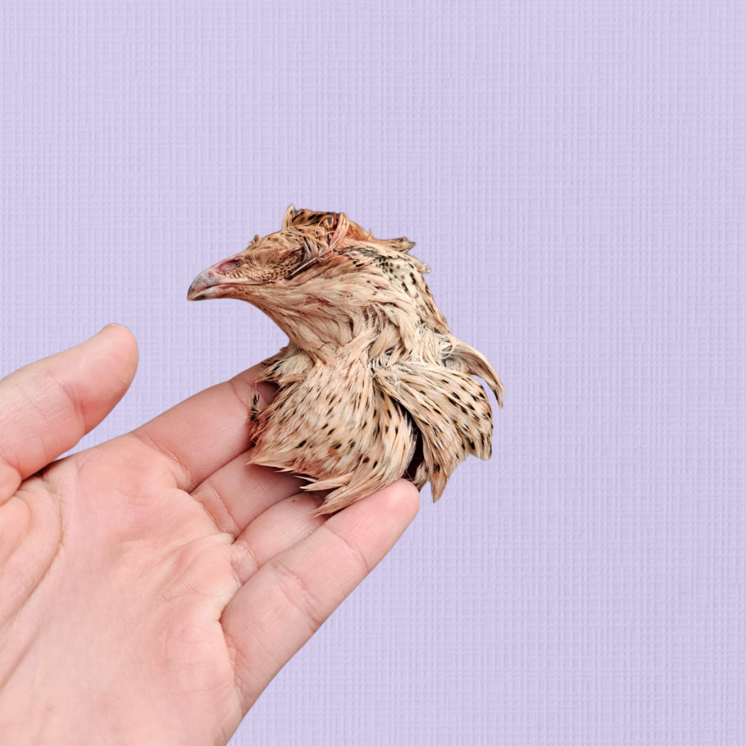 Freeze Dried Quail Head