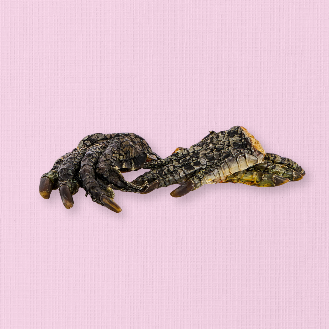 Dehydrated Crocodile Foot