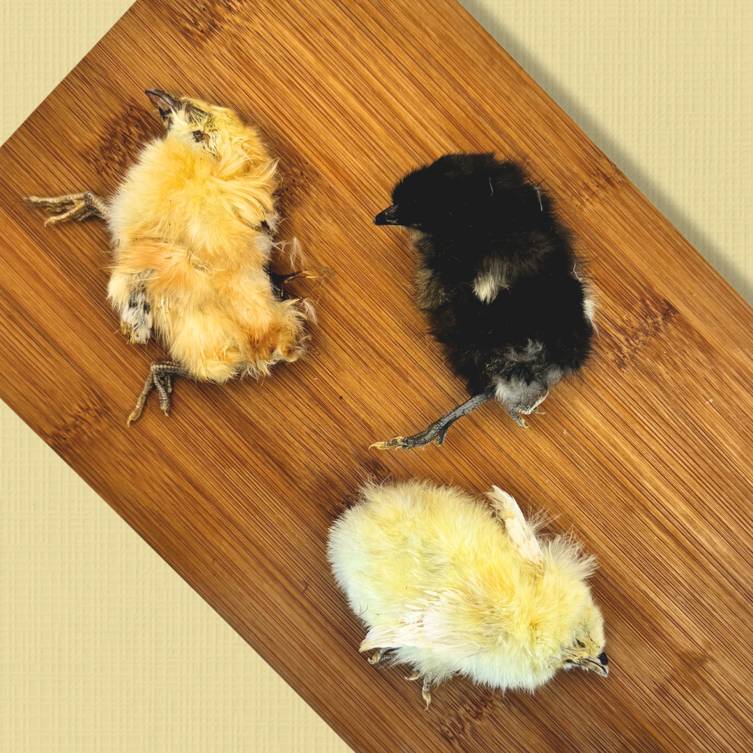 Dehydrated Whole Prey Chicks