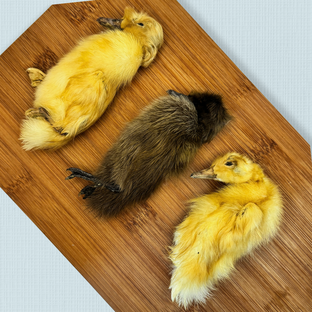 Dehydrated Whole Prey Ducklings