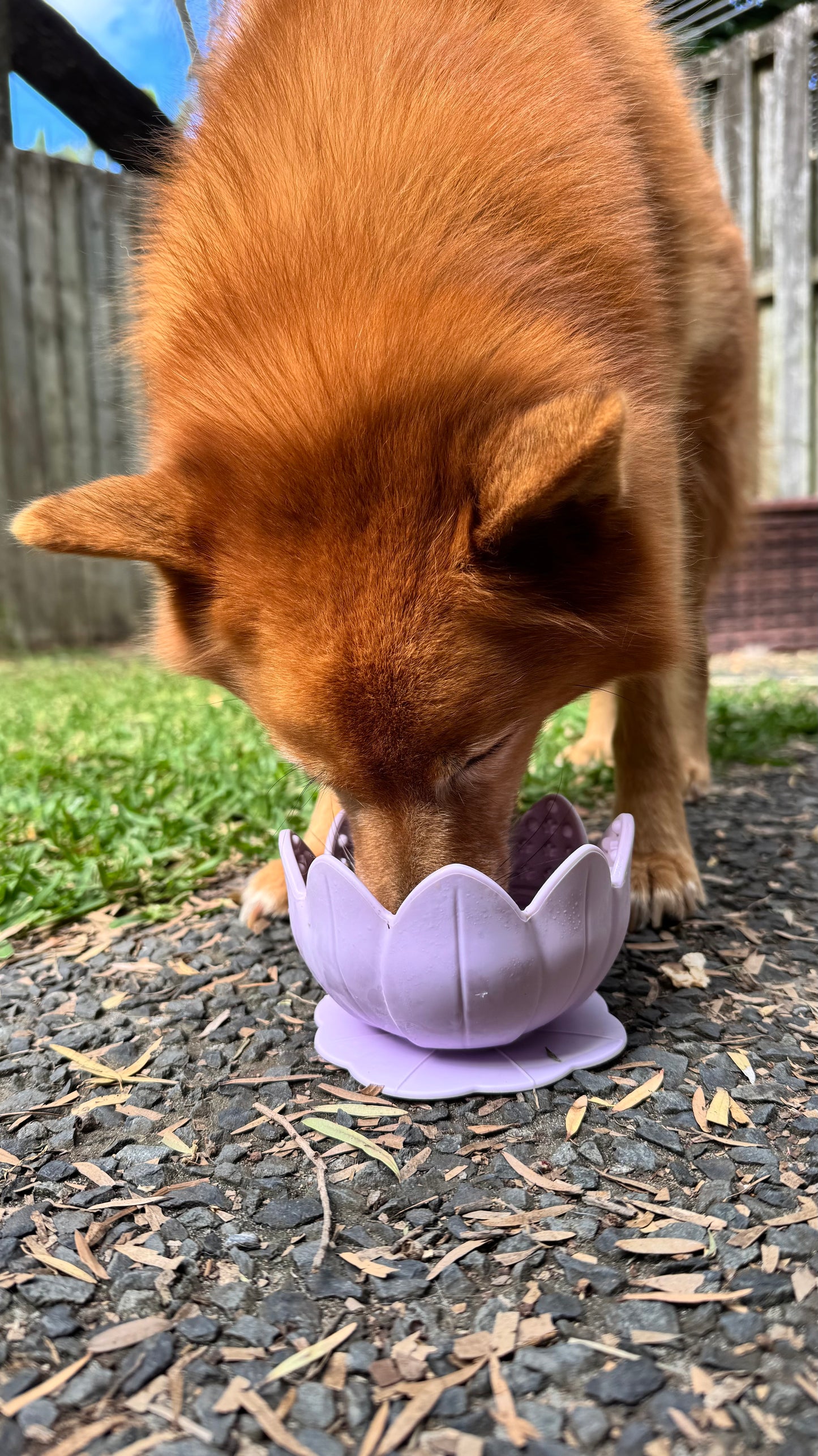 Tinker Bowl Slow Feeder