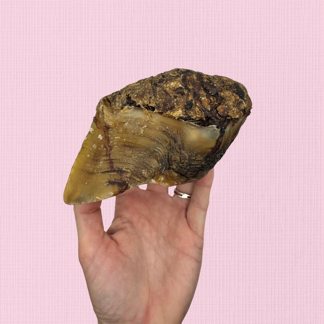 Kangaroo filled Beef Hoof