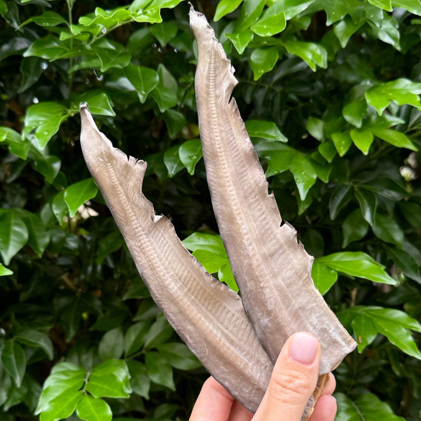 Shark Tail Fin image 0