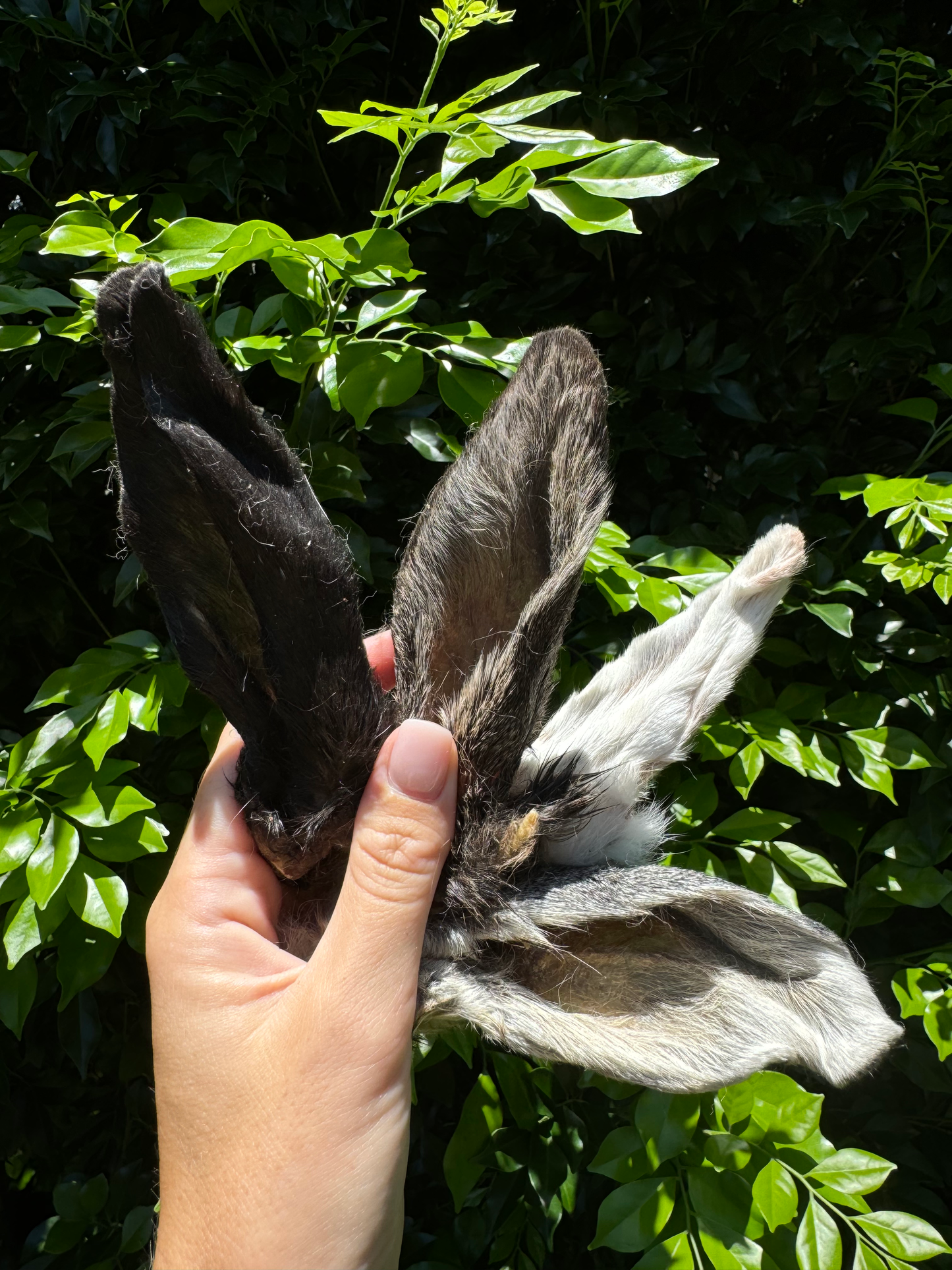 Furry Wild Rabbit Ears image 3