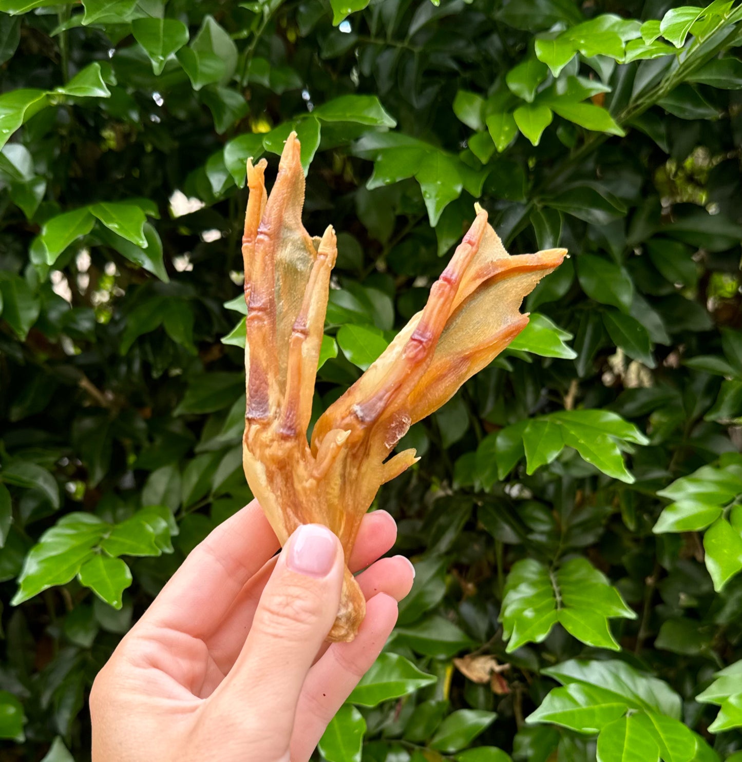 Dehydrated Duck Feet image 2