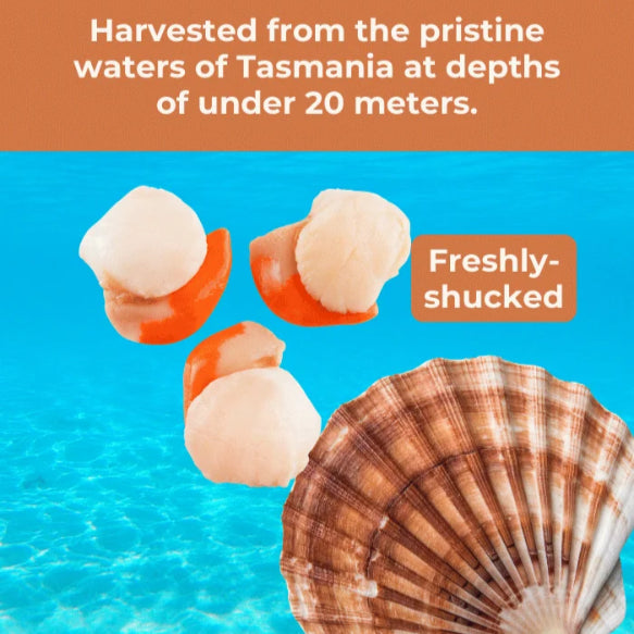 Freeze Dried Scallops image 1