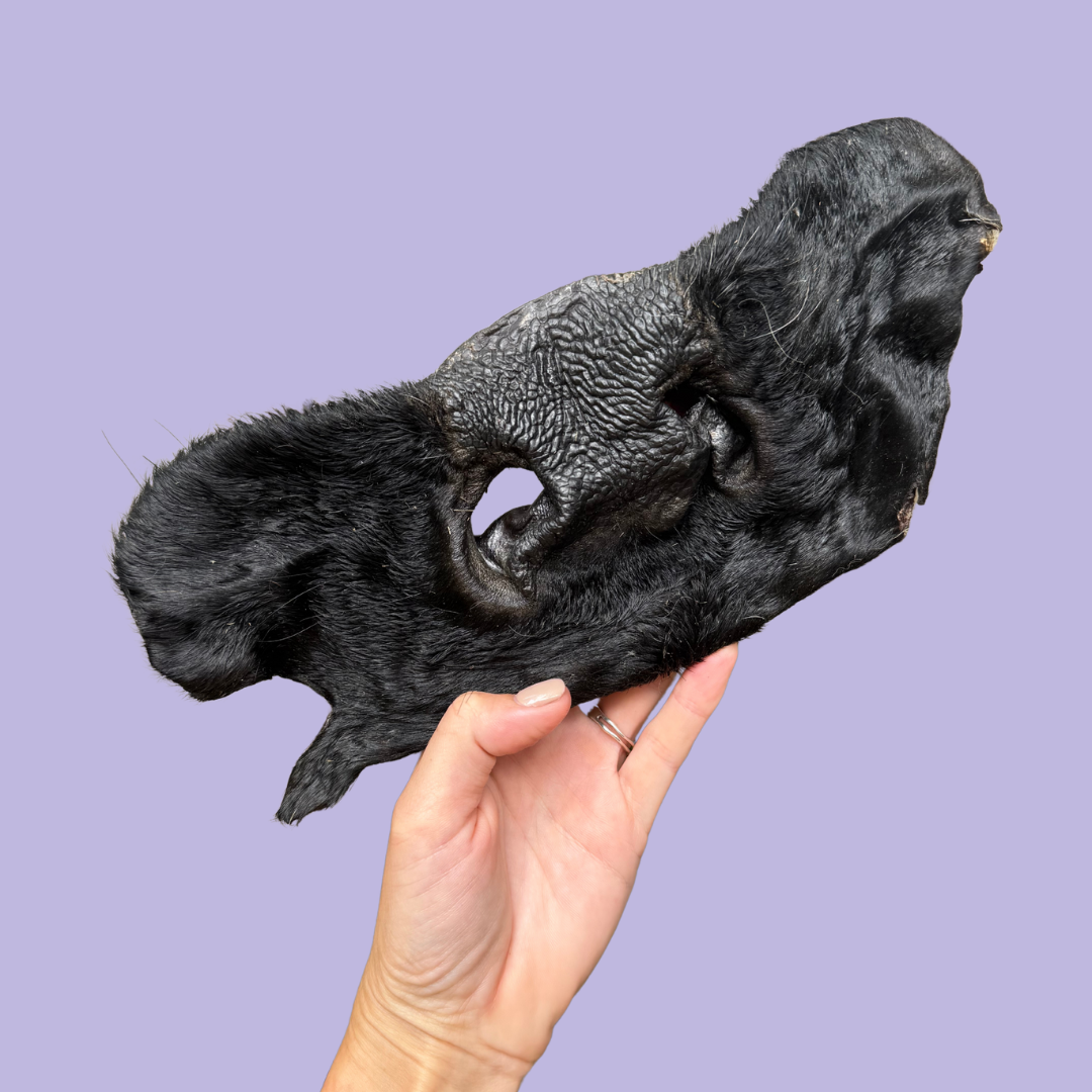 XL Beef Snouts (Cow Nose)