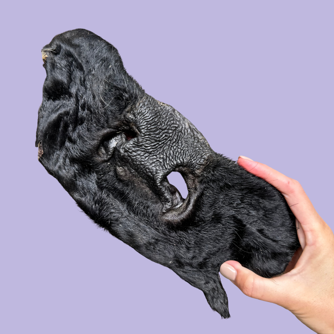 XL Beef Snouts (Cow Nose)
