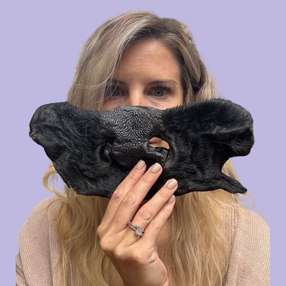 XL Beef Snouts (Cow Nose)