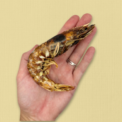Dehydrated Giant King Prawns