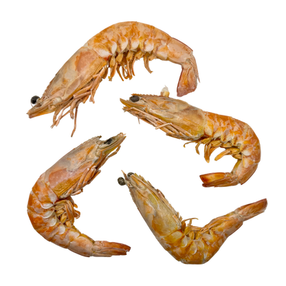 Freeze Dried XLarge Prawns image 0