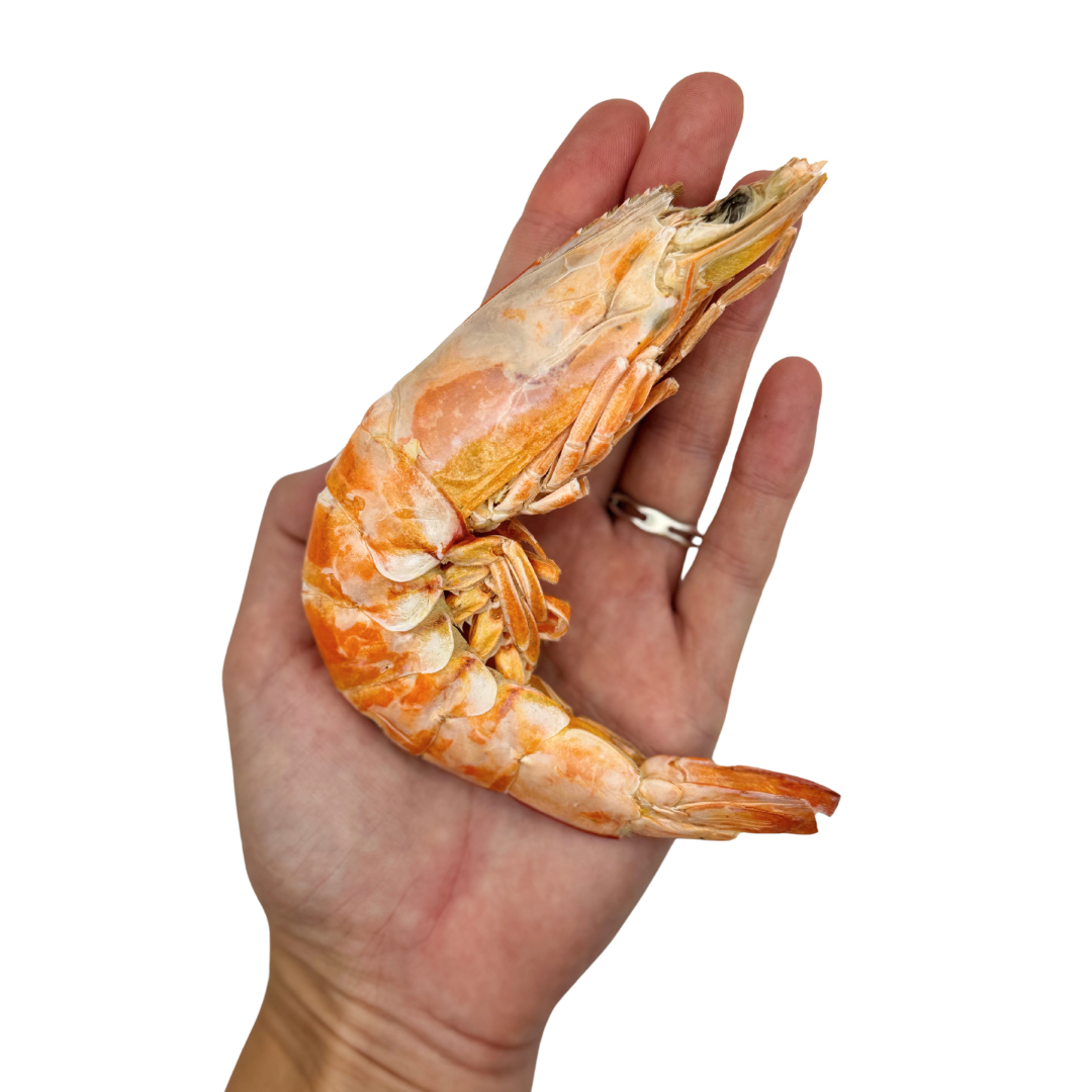 Freeze Dried XLarge Prawns image 1