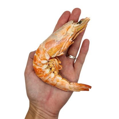 Freeze Dried XLarge Prawns image 1