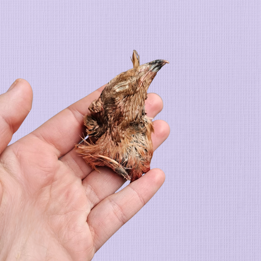 Freeze Dried Quail Head