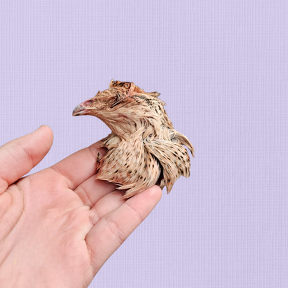 Freeze Dried Quail Head