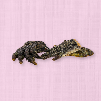 Dehydrated Crocodile Foot
