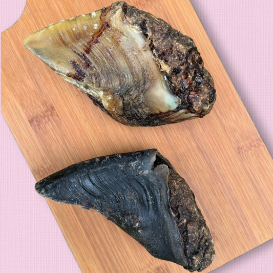 Kangaroo filled Beef Hoof