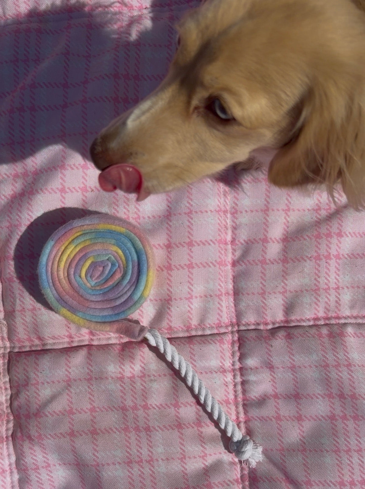 Lollipup Land Sniffle Toy