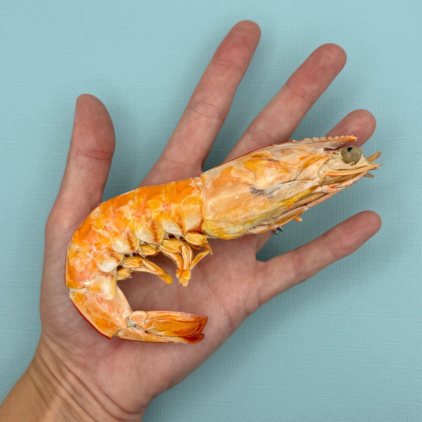 Freeze Dried Giant King Prawns