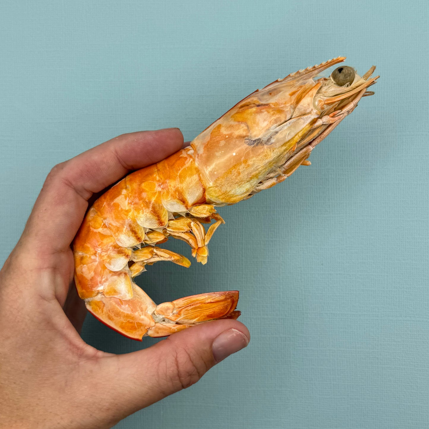 Freeze Dried Giant King Prawns