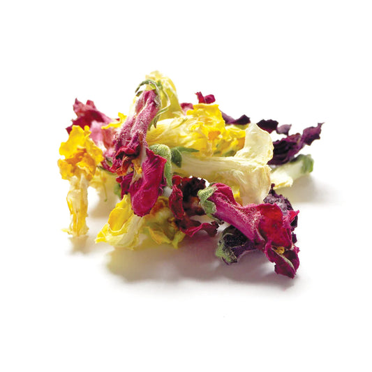 Australian Dried Snap Dragon