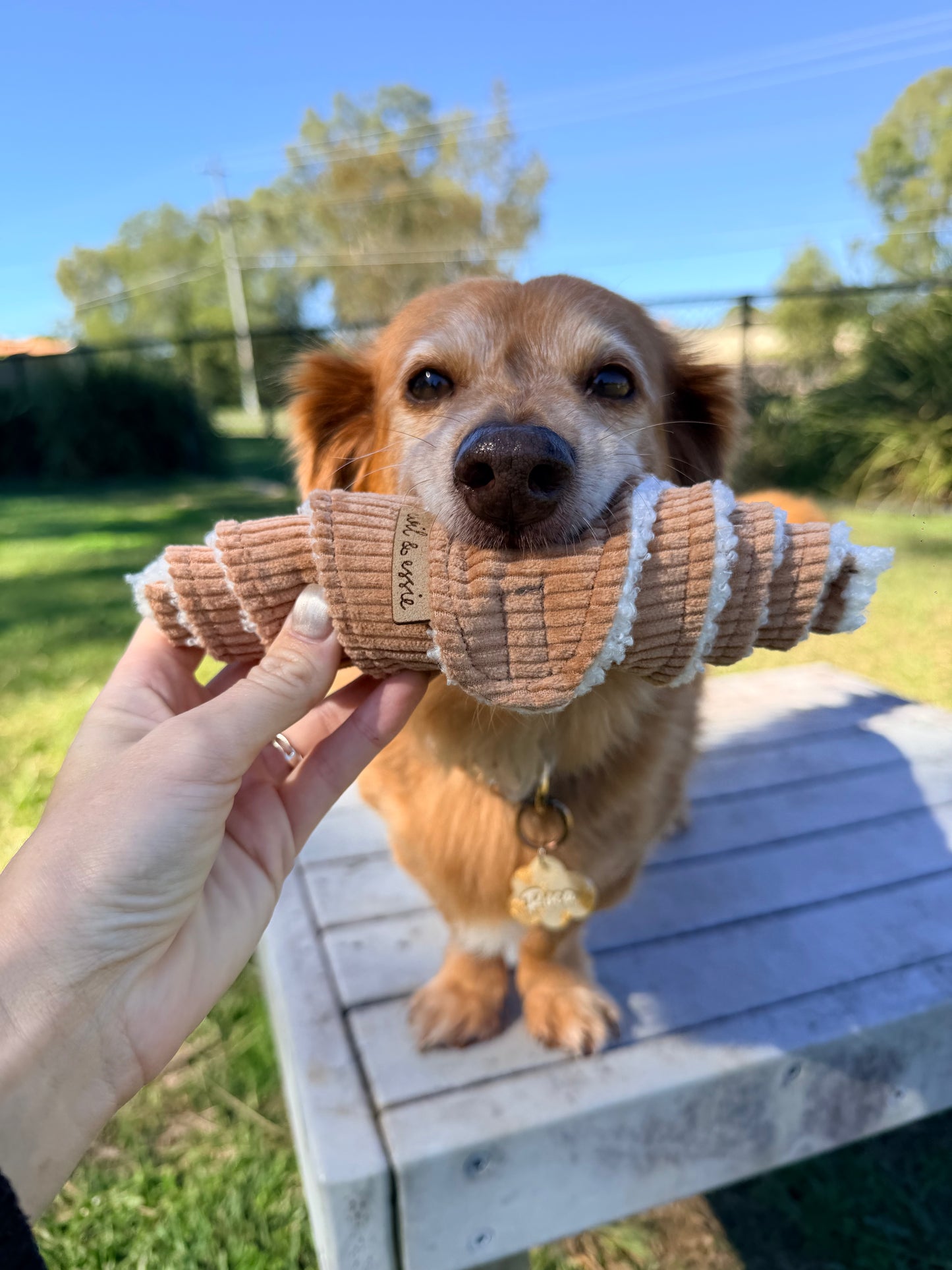 Sniffle Croissant