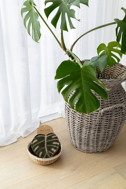 'Ruff N Tuff' - Monstera PREORDER