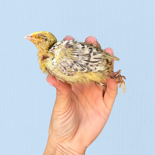 Freeze Dried Whole Quail