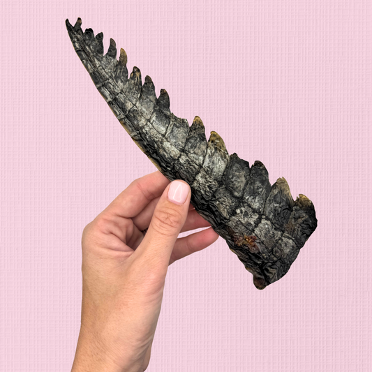 Dehydrated Crocodile Tail