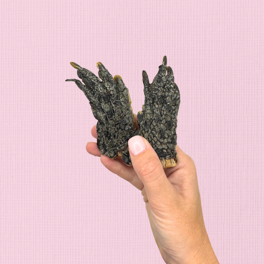 Dehydrated Crocodile Foot