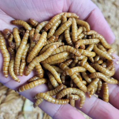 Brawn Boost Protein Powder - Sweet Potato & Mealworm