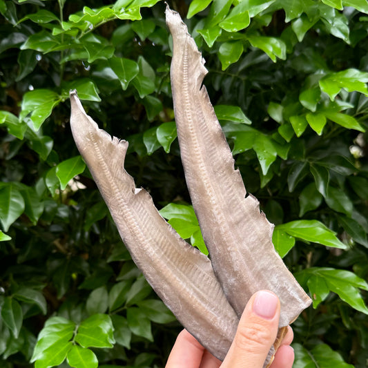 Shark Tail Fin image 0