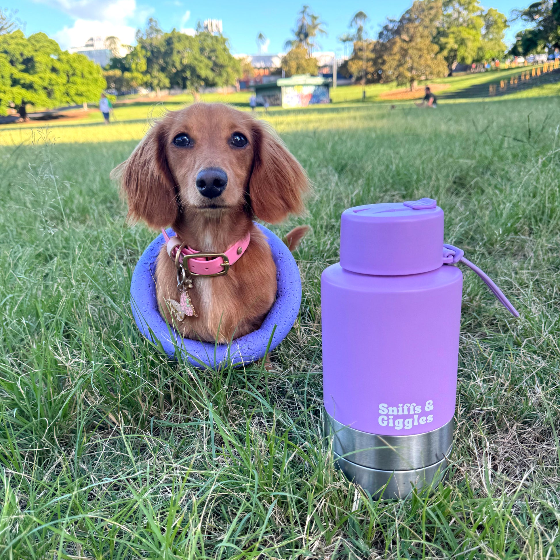 Walkabout Water Bottle - Petunia (Purple) image 1