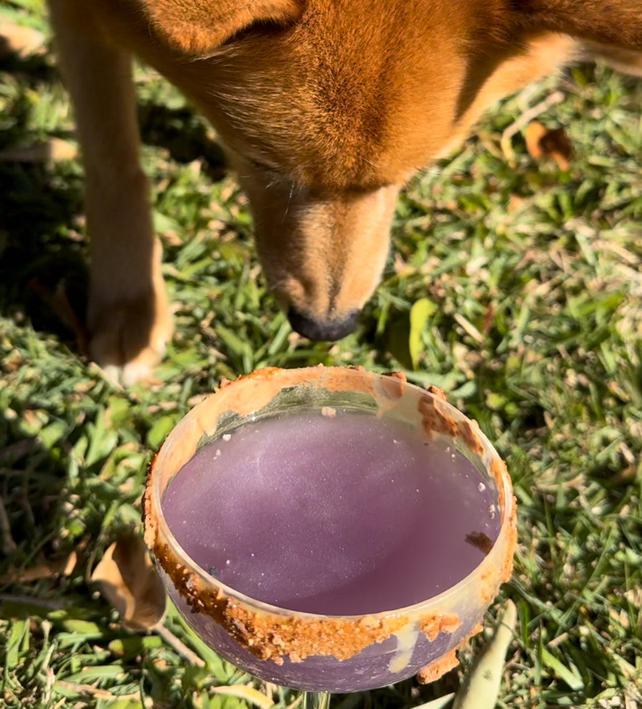Freakshake Snack Pack - Dog Milkshakes by Norm image 6